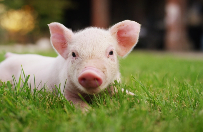 Naukowcy udowodnili: świńskie mózgi mogą funkcjonować bez ciał