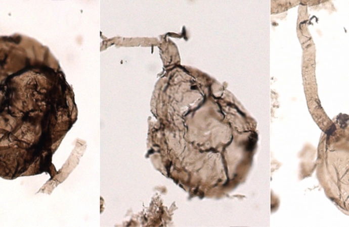 Naukowcy znaleźli grzyba, który ma... miliard lat