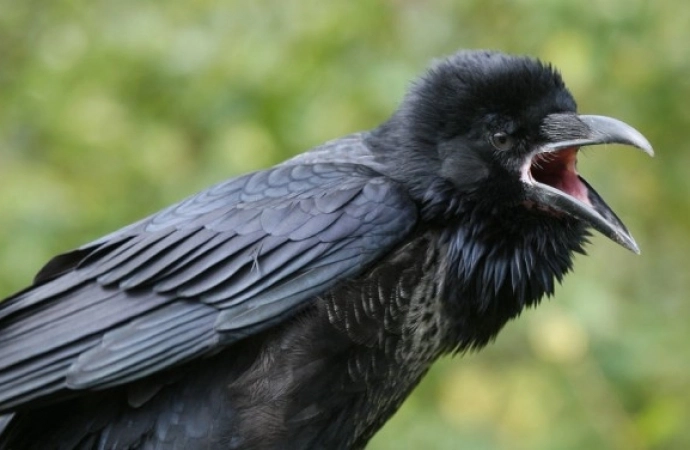 Ptasie trele – dlaczego wrony ciągle atakują kruki?