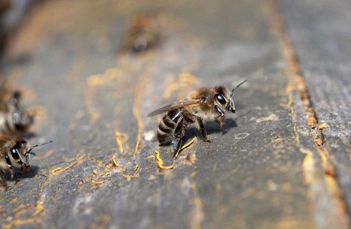 Uwaga na zabójcze pszczoły
