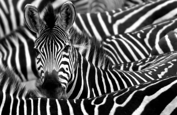 Zebra i jej paski
